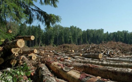 В Иркутской области прекращена вырубка защитных лесов